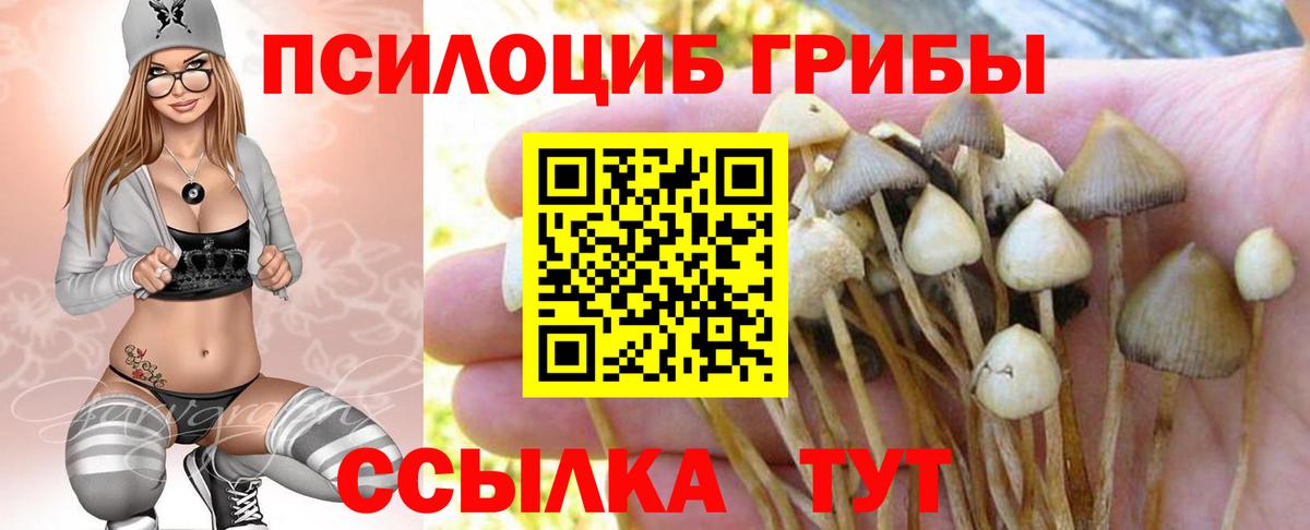 Псилоцибиновые грибы Psilocybine cubensis Рыбинск